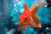 Whoopi Goldfish.jpg