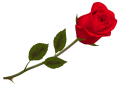 Rose PNG67004.png